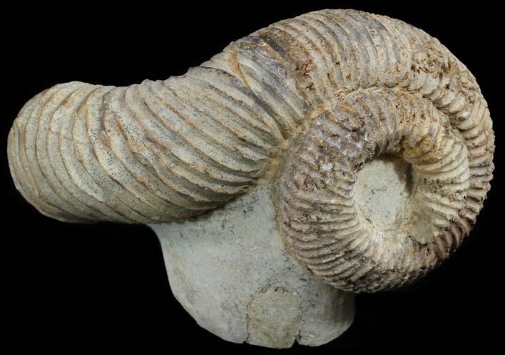 Really Cool Heteromorph (Nostoceras) Ammonite - Madagascar #51312